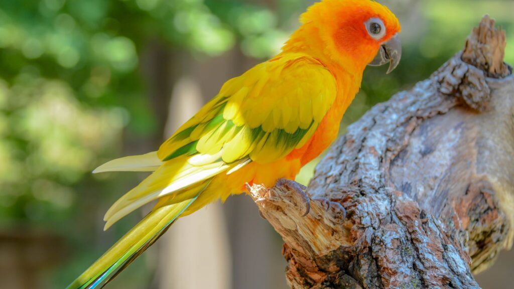 Uccelli esotici pappagalli