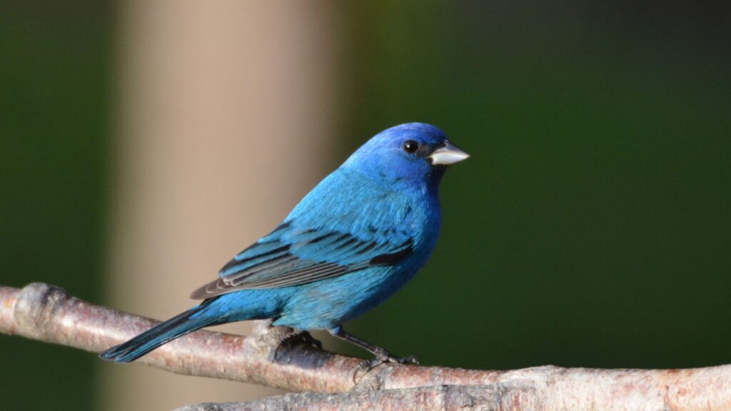 uccelli passero blu