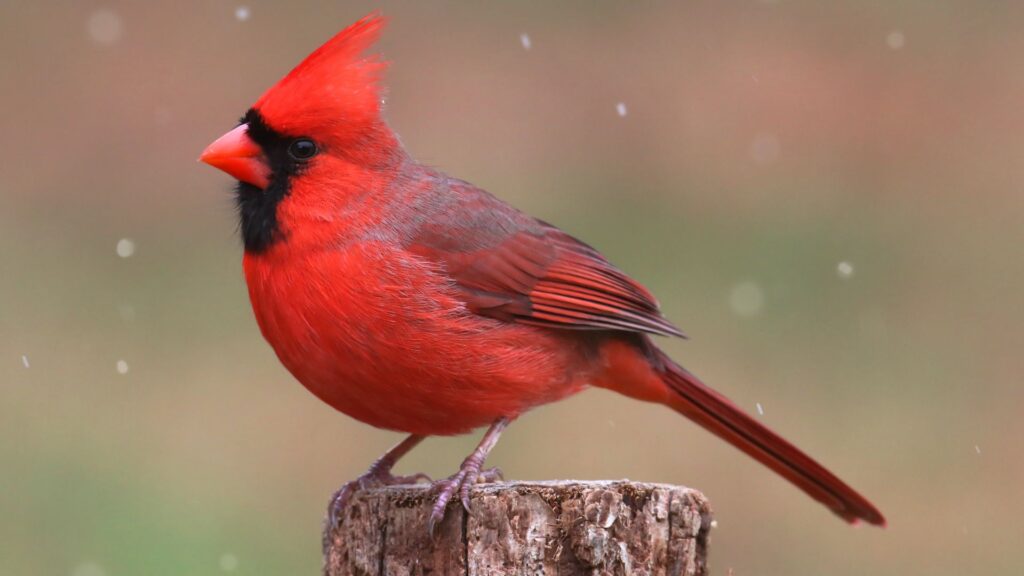 uccelli cardinale