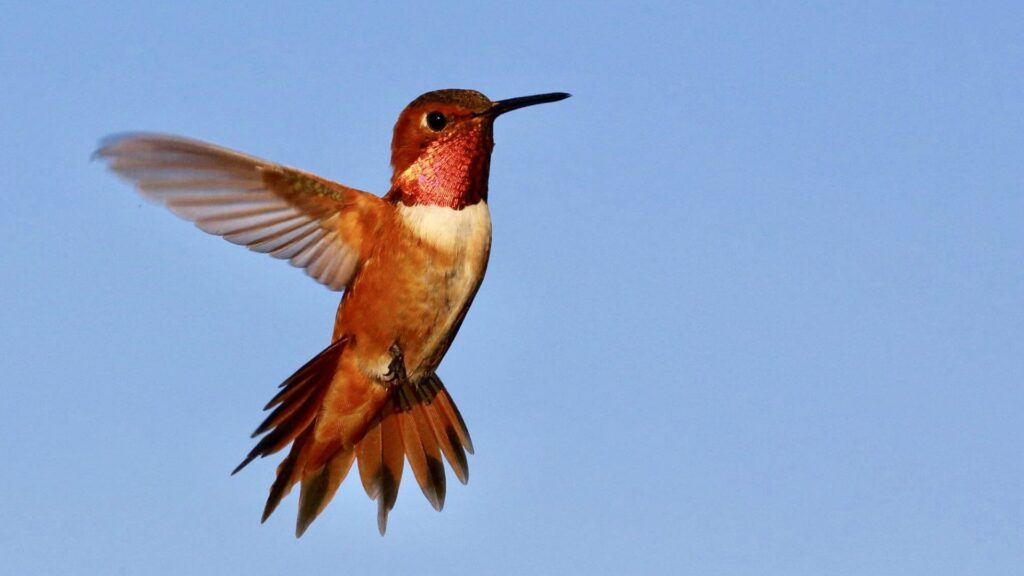 uccelli colibri rosso