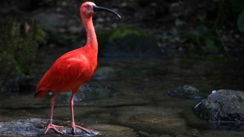 uccelli ibis escarlatto