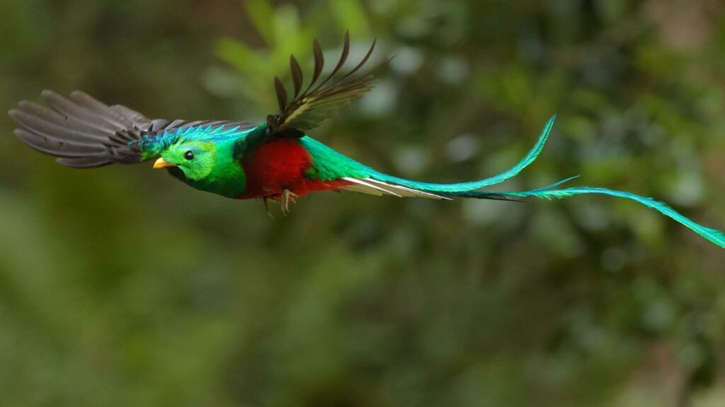 ave quetzal de mexico