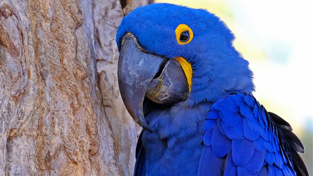 pappagallo ara giacinto