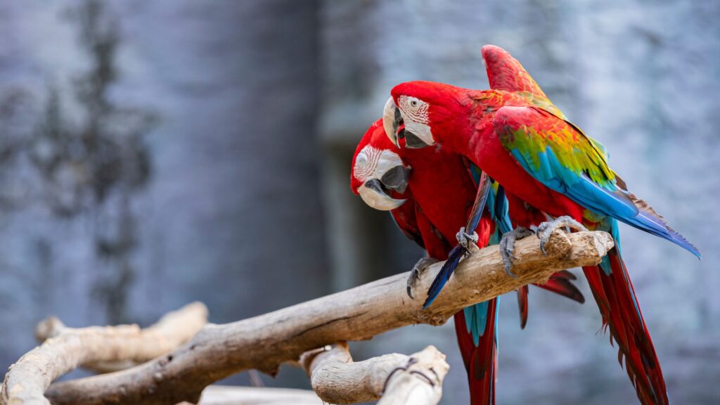 Ara pappagalli