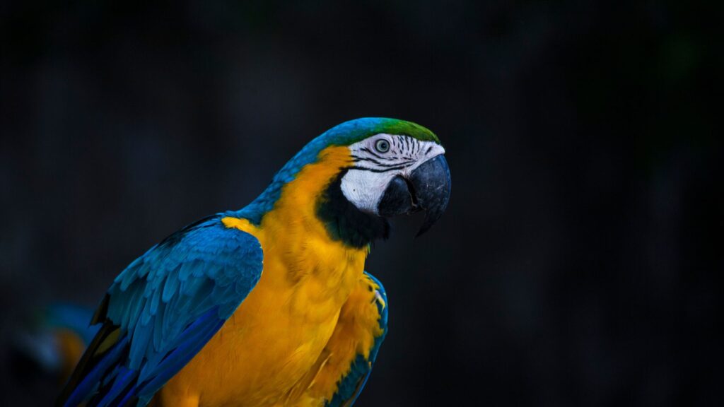 ara-ararauna pappagalli