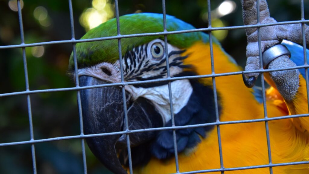 pappagallo ara ararauna