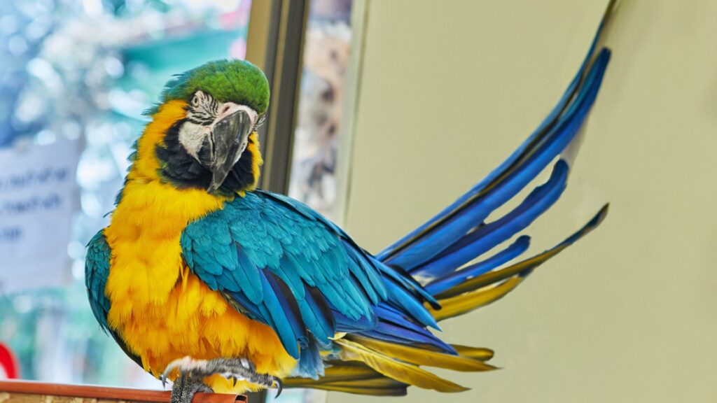 pappagallo giallo e blu