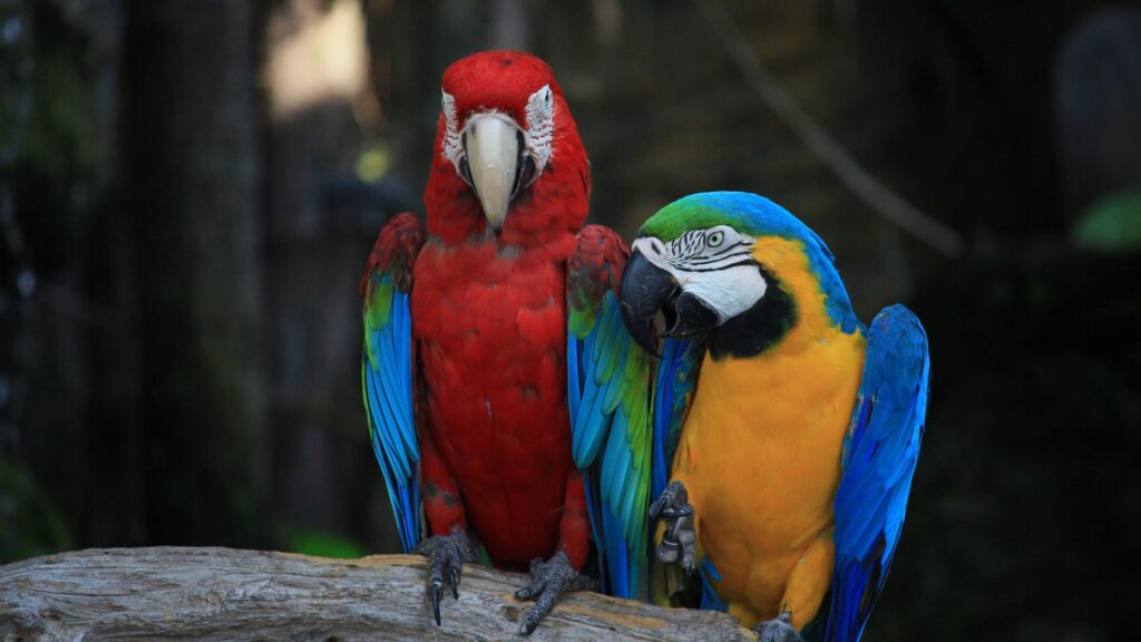 pappagalli ara ararauni