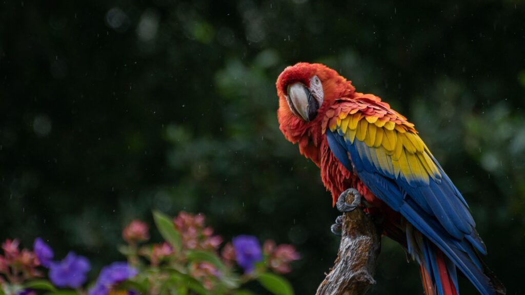 pappagallo ari