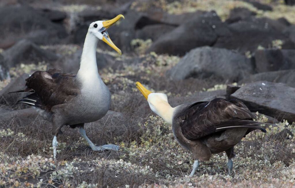 Due albatros che giocano