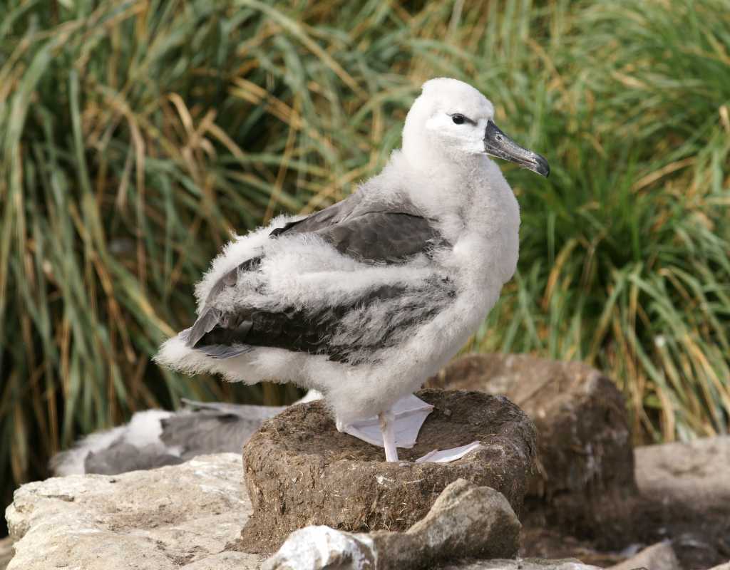 allevamento di albatros